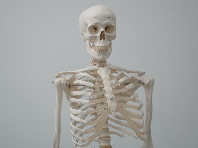 Standing skeleton