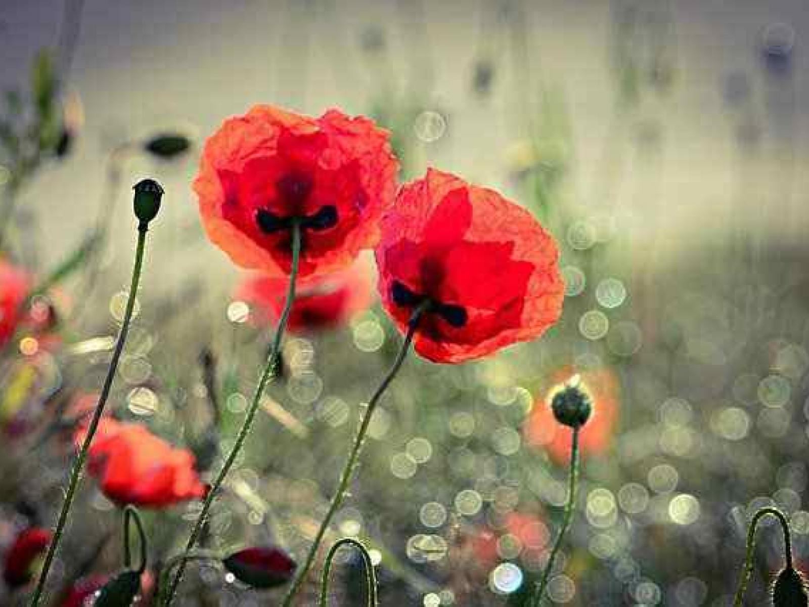 Poppies are used to make morphine