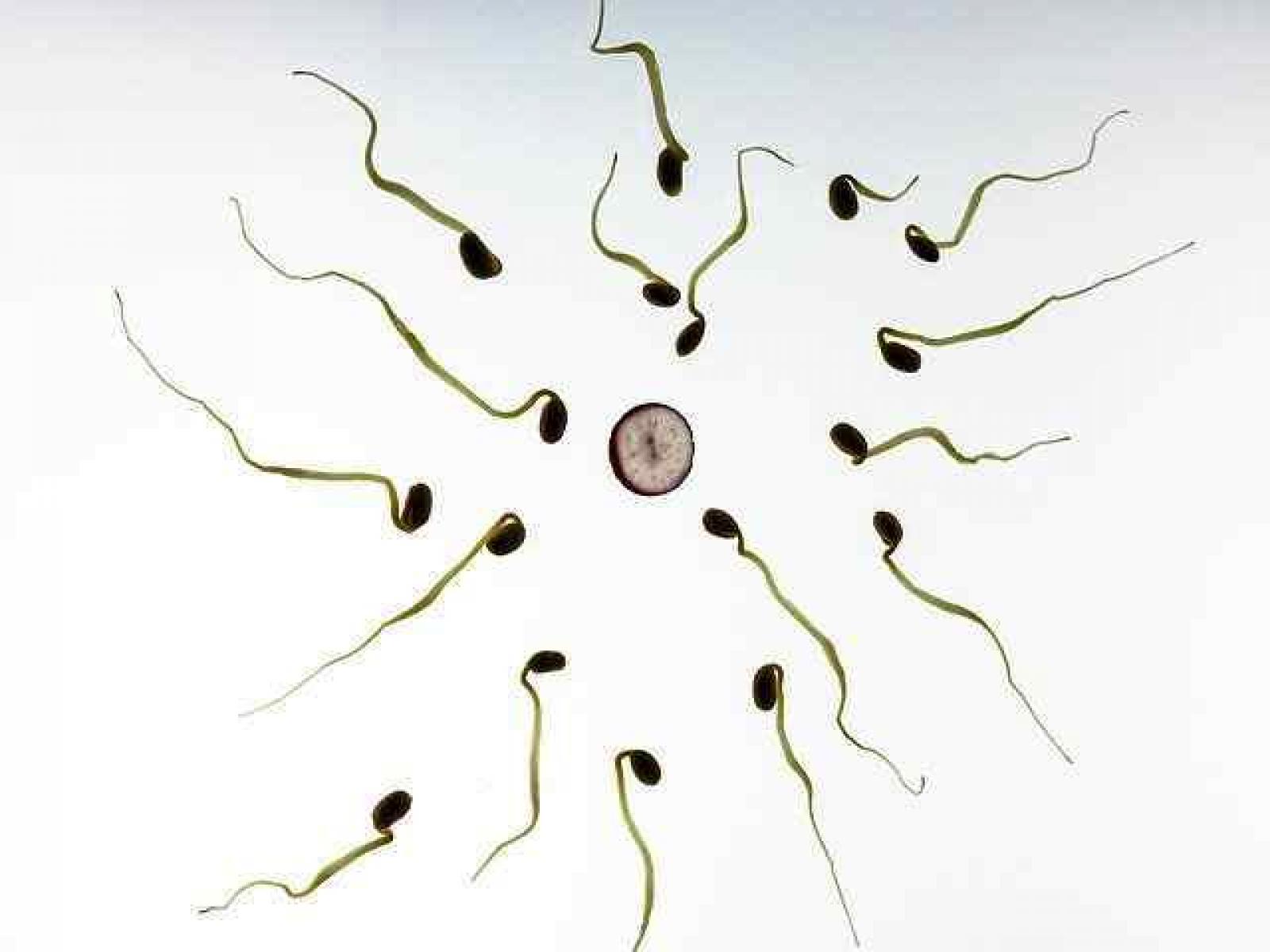 Fertilisation