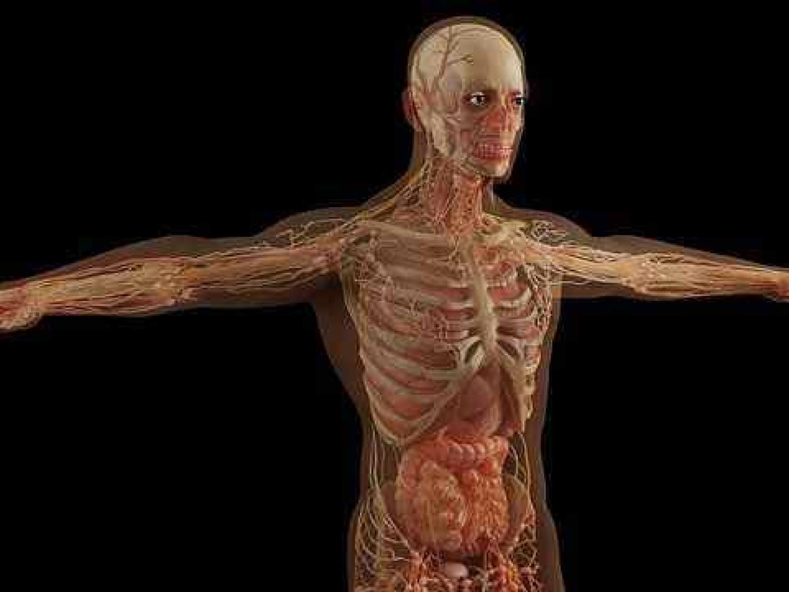 Musculoskeletal System